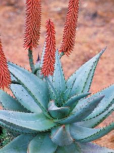 Aloe ferox