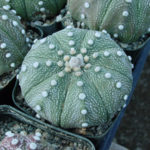 Astrophytum asterias