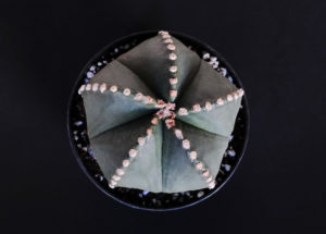 Astrophytum nudum