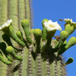 Carnegiea gigantea