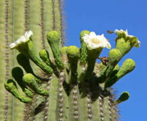 Carnegiea gigantea