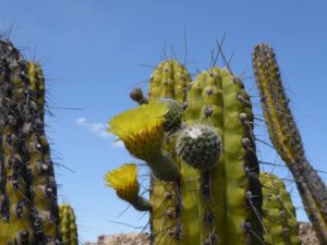 Corryocactus brevistylus