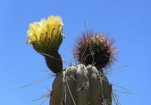 Corryocactus brevistylus