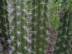 Corryocactus melanotrichus