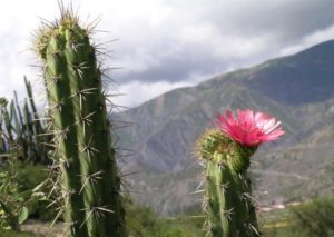 Corryocactus melanotrichus