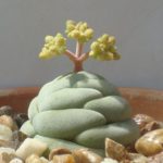 Crassula alstonii