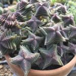 Crassula capitella