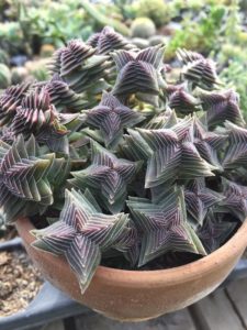 Crassula capitella