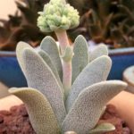 Crassula tecta
