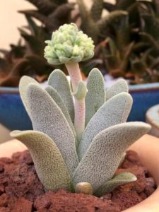Crassula tecta