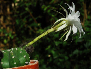 Echinopsis subdenudata