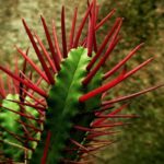 Euphorbia enopla