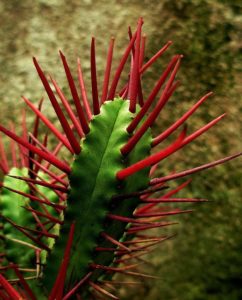 Euphorbia enopla
