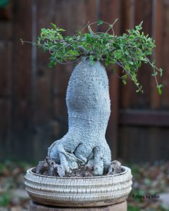 Fockea edulis
