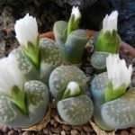 Lithops julii