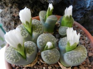 Lithops julii