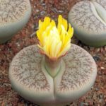 Lithops pseudotruncatella
