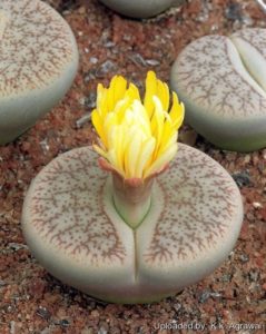 Lithops pseudotruncatella