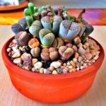 Lithops_ живые камни