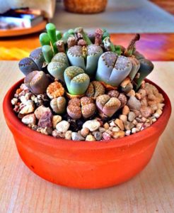 Lithops_ живые камни