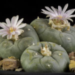 Lophophora williamsii