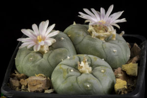 Lophophora williamsii