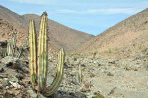 Neoraimondia arequipensis