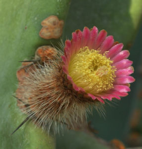 Neoraimondia herzogiana