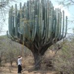 Pachycereus pringlei