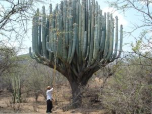 Pachycereus pringlei