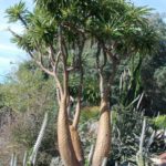 Pachypodium lamerei