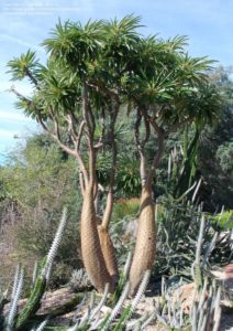 Pachypodium lamerei