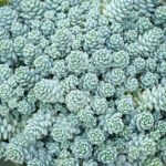 Sedum dasyphyllum