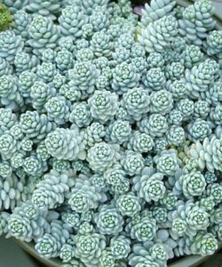 Sedum dasyphyllum