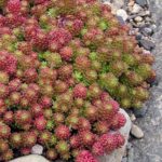 Sedum lydium