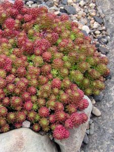 Sedum lydium