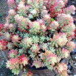 Sedum rubrinctum