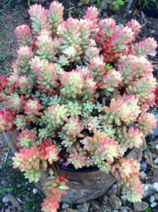 Sedum rubrinctum