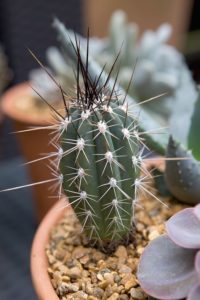 Stetsonia coryne