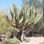 Stetsonia coryne