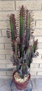 Еuphorbiaceae (молочай)