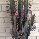Еuphorbiaceae (молочай)