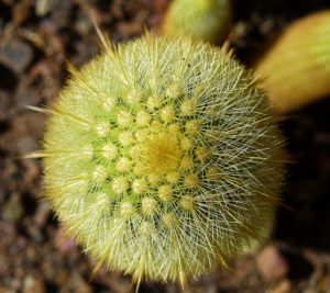 Cleistocactus Icosagonus