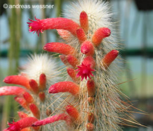 Cleistocactus Jujuyensis