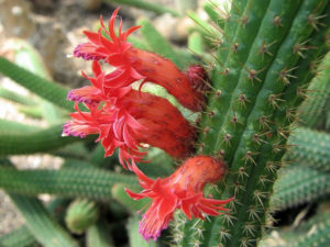 Cleistocactus Samaipatanus