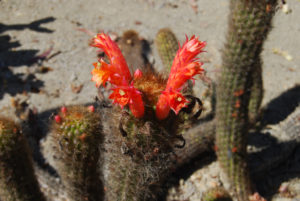 Cleistocactus acanthurus