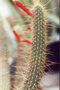 Cleistocactus baumannii