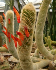 Cleistocactus brookeae