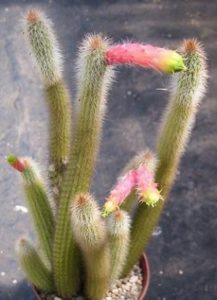 Cleistocactus candelilla