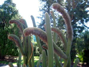 Cleistocactus chrysocephalus